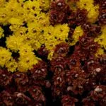 Autumn Flowering Plants to Transform Your Garden