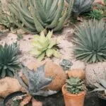 Border Plants: Best Picks for Every Garden Style