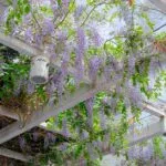 Climbing Plants: Best Varieties & Growing Tips