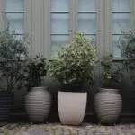 Container Vegetable Garden: Beginner Tips