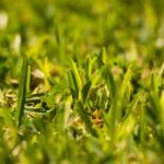 Drought Proof Lawn: Tips for a Dry Summer