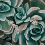 Drought Tolerant Plants for a Thriving Garden