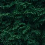 Evergreen Shrubs: Best Types for Your Garden