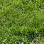 Fix Bald Lawn Patches: Easy Step-By-Step Guide