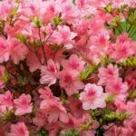 Flowering Shrubs: Best Varieties for Your Garden