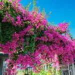 Fragrant Garden Plants for a Scented Outdoor Space