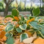 Ground Cover Plants: Best Low-Growing Options