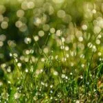 Lawn Watering Guide: Tips for a Healthy Yard