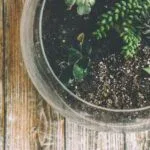 Low Maintenance Garden Ideas for Busy Homeowners
