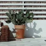 Mediterranean Garden Design: Ideas & Tips