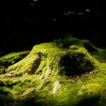 Moss in Lawn: Causes, Fixes & Prevention
