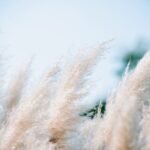 Ornamental Grasses: Types, Care & Garden Uses
