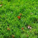 Overseeding Patchy Lawn: Fix Bare Spots Fast