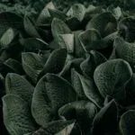 Shade Loving Plants for Every Garden