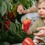 Small Vegetable Garden Ideas for Any Space