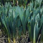 Spring Flowering Bulbs: A Complete Planting Guide