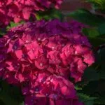 Summer Flowering Plants: Best Picks for Your Garden