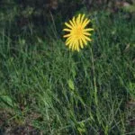Weeds in Lawn: Types, Causes & How to Remove