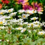 Wildflower Lawn Ideas for a Natural Garden