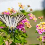 Wildlife Friendly Garden: Tips to Attract Nature