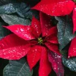 Winter Flowering Plants to Brighten Your Garden
